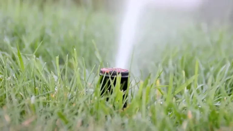 Worst Time to Water Grass: A Perfect Guide