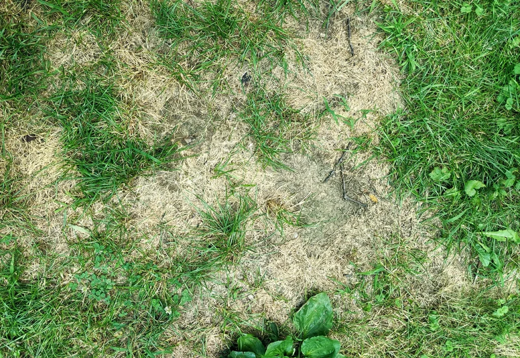 Bare Spots in Lawn That Keep Coming Back