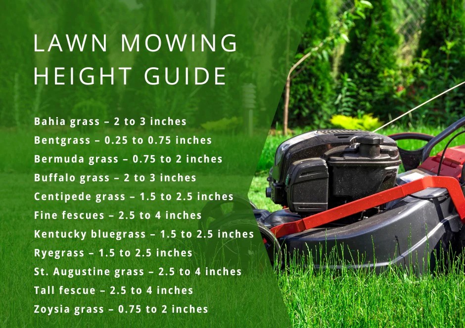 How to Get a Greener Lawn Without Expensive Products