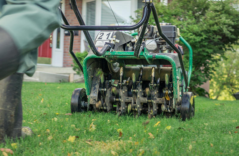 What Makes Grass Grow Thicker and Faster
