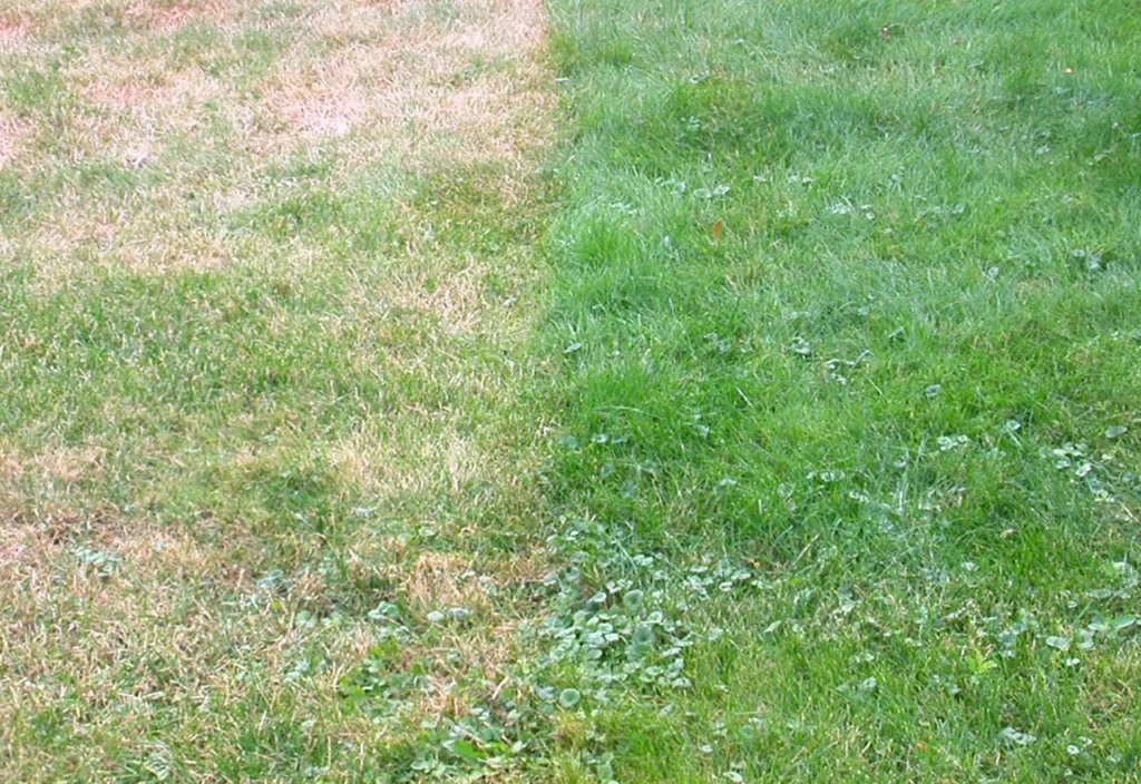 Beginner Lawn Care Mistakes You Should Avoid
