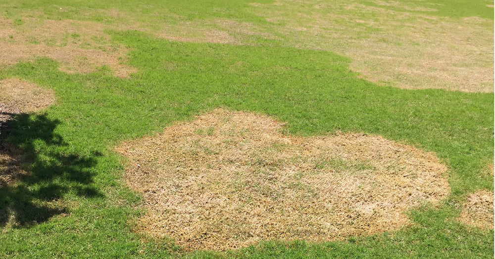 What Causes Patchy Grass and How to Fix It