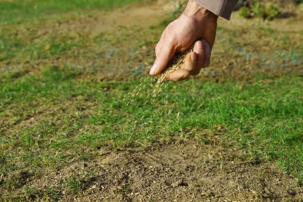 Why Your Lawn Looks Thin Even After Seeding