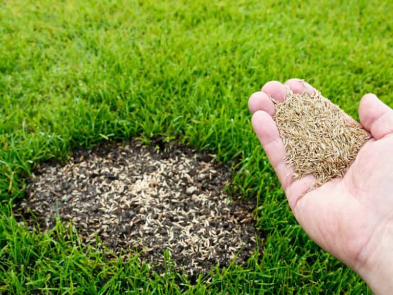Why Your Lawn Looks Thin Even After Seeding