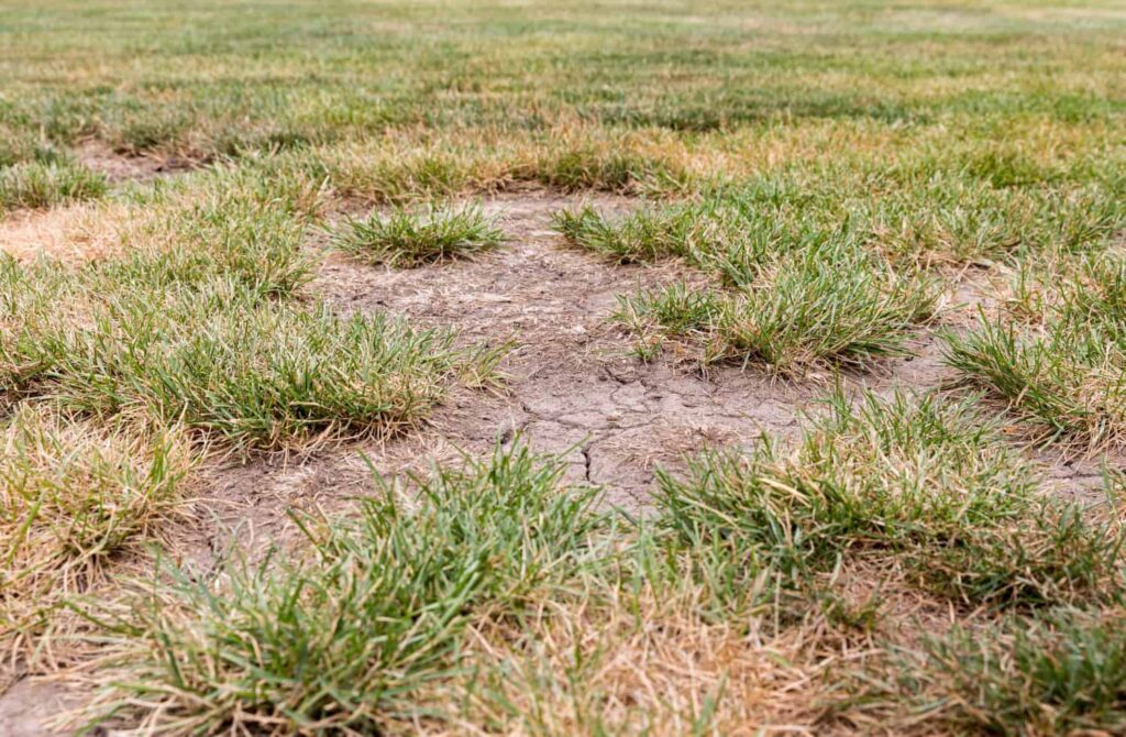 Why Some Areas of Your Lawn Never Grow Properly