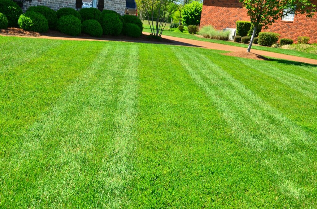 How to Maintain a Healthy Lawn Year-Round