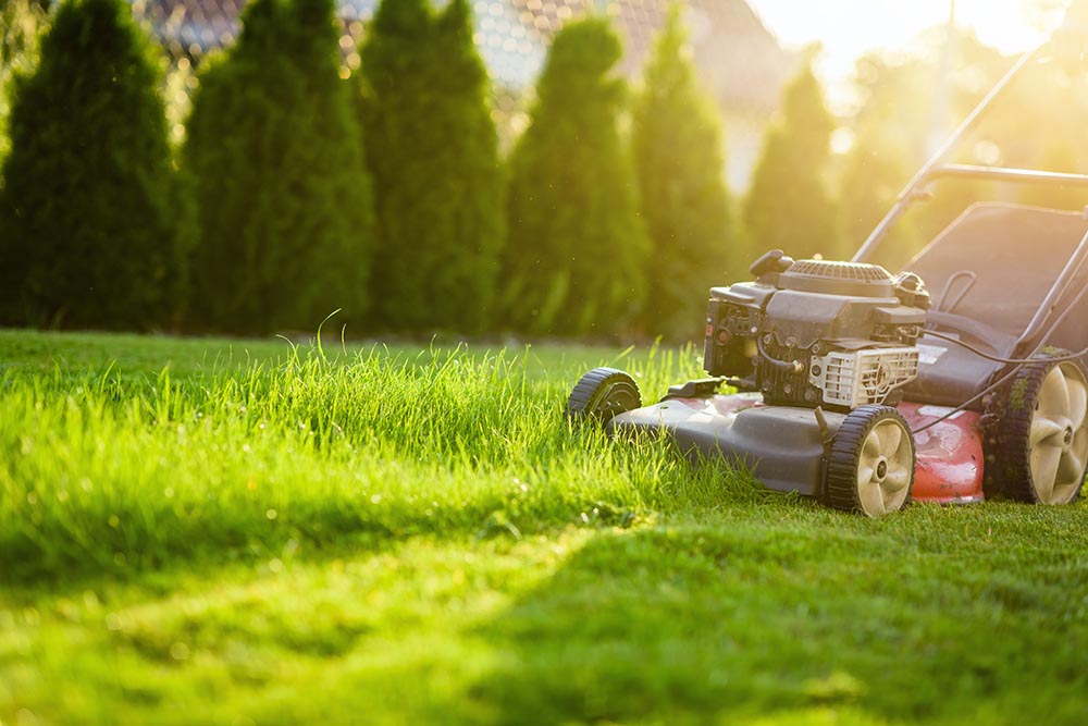 How to Maintain a Healthy Lawn Year-Round