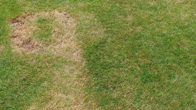 Beginner Lawn Care Mistakes You Should Avoid