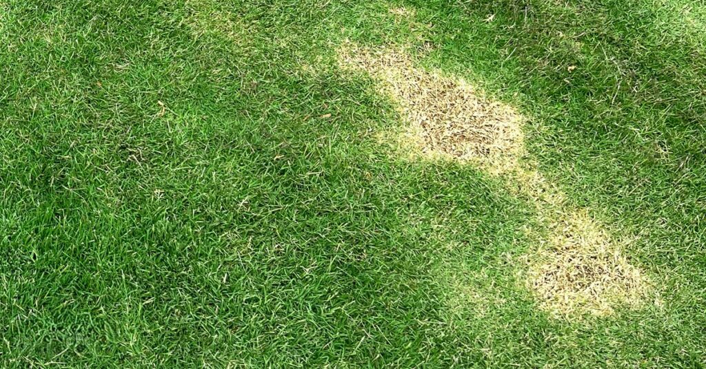 Are You Mowing Too Often? Signs to Watch For