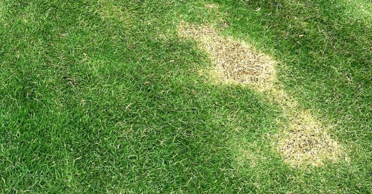 Are You Mowing Too Often? Signs to Watch For
