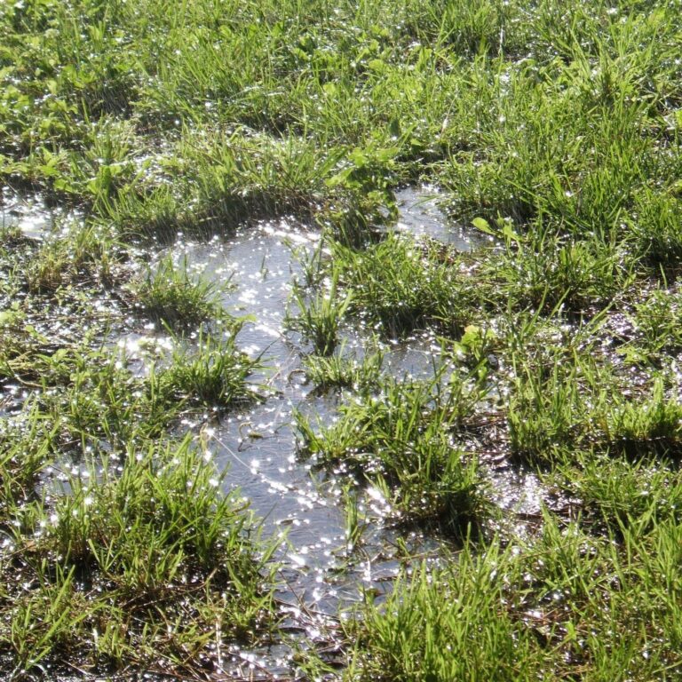 Why Grass Becomes Weak After Rain