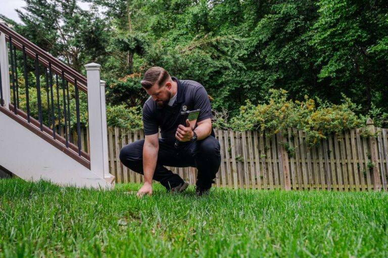 Why Grass Looks Dull Even When Healthy