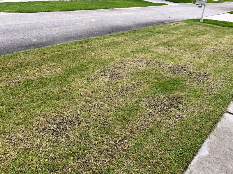 Are You Mowing Too Often? Signs to Watch For