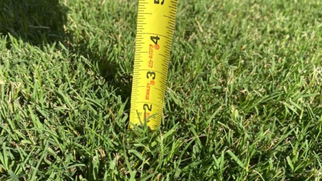 How Often Should You Really Mow Your Grass?