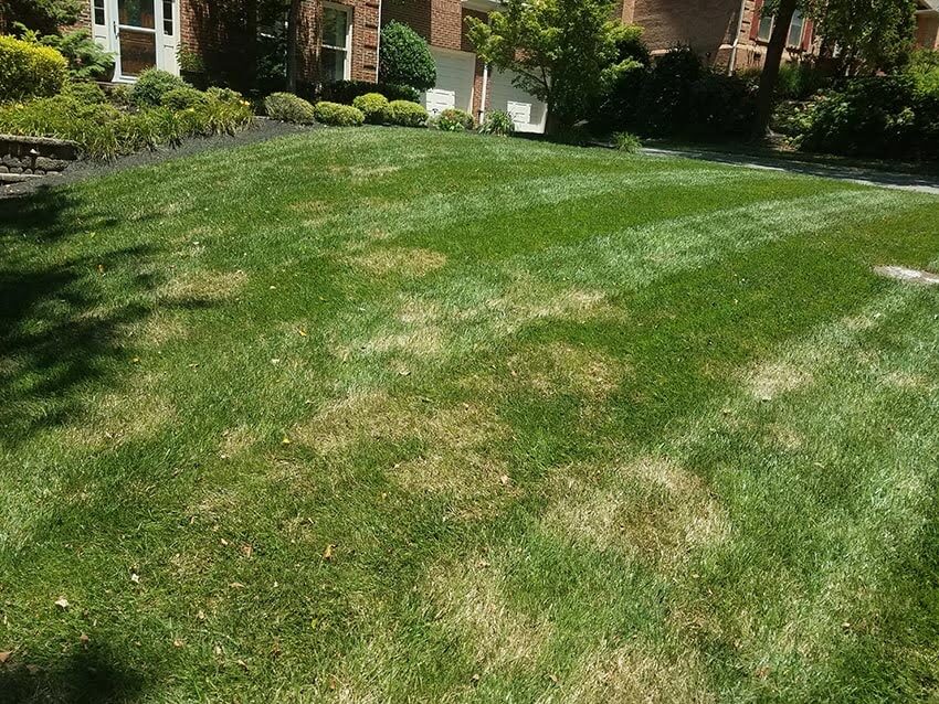 Why Your Lawn Looks Sick Overall