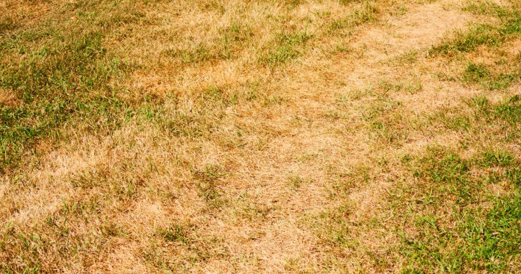 Why Your Lawn Still Looks Dry Even After Watering