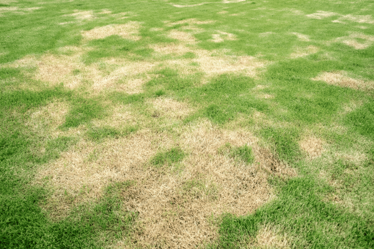 Why Grass Dies in Random Areas