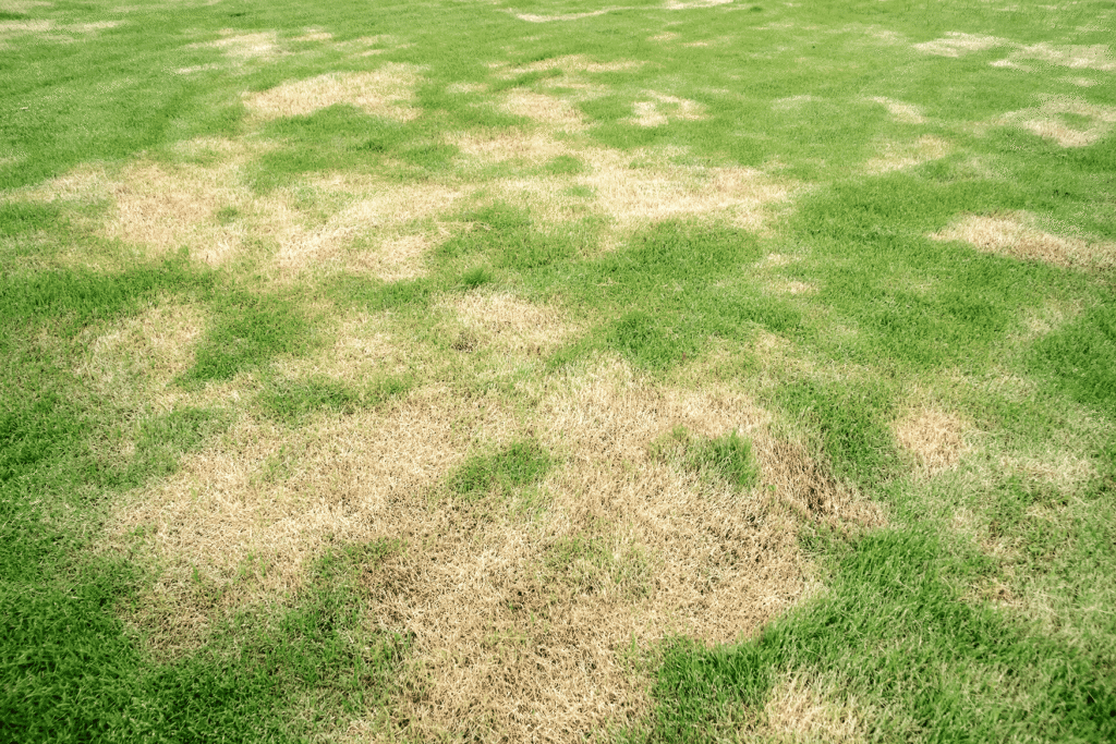 Why Grass Turns Brown After Mowing