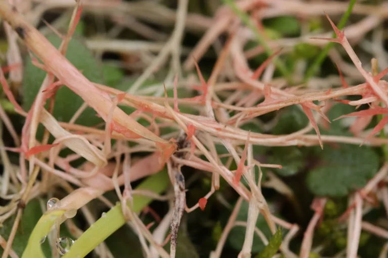Lawn Fungus Signs You Should Know