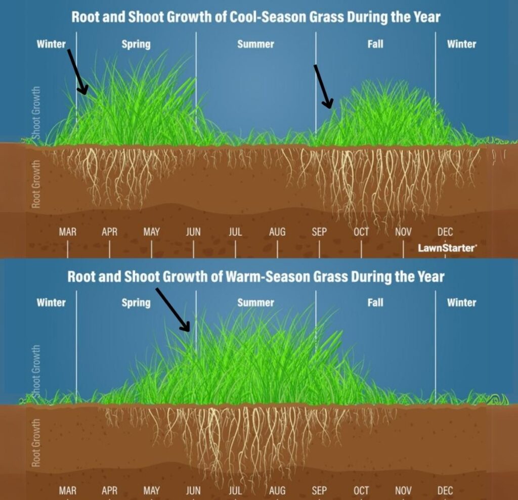 Grass Types Explained: Choosing the Right Lawn Grass