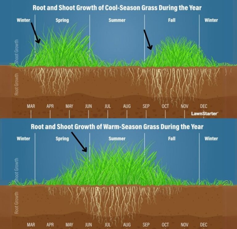 Grass Types Explained: Choosing the Right Lawn Grass