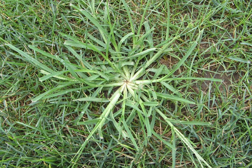 Why Weeds Take Over Lawns