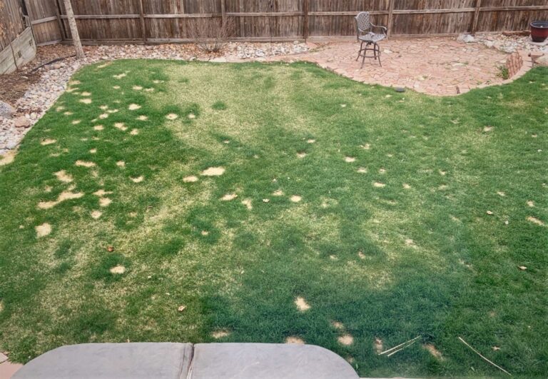 Why Grass Looks Burnt Without Heat
