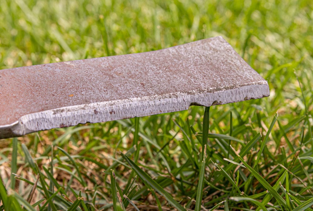 Why Grass Looks Dull Even When Healthy