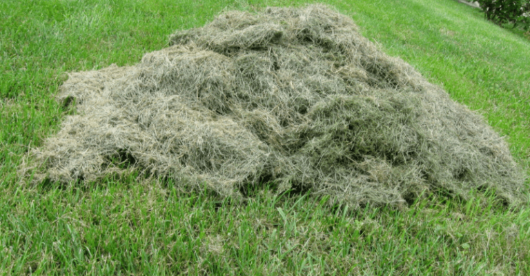 Should You Leave Grass Clippings on Your Lawn?