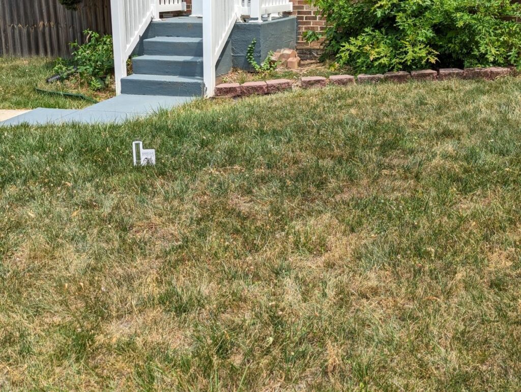 Signs You Are Watering Your Lawn Incorrectly