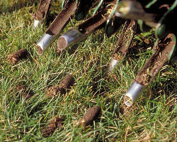 Soil Problems That Kill Grass