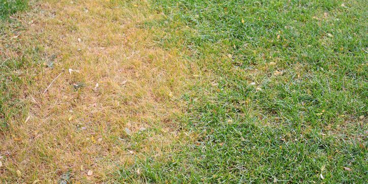 Soil Problems That Kill Grass