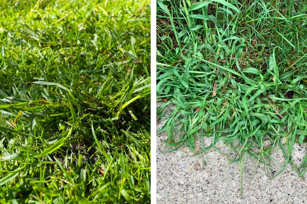 Why Grass Loses to Weeds
