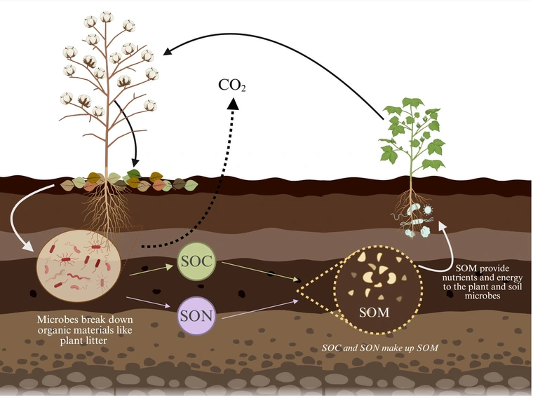 What Healthy Soil Looks Like