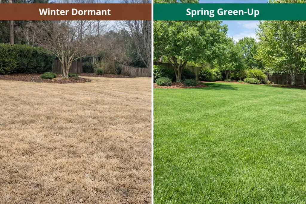 Cool-Season vs Warm-Season Grass