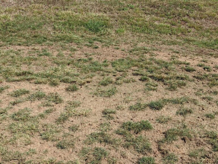 Why Bare Soil Becomes Weeds