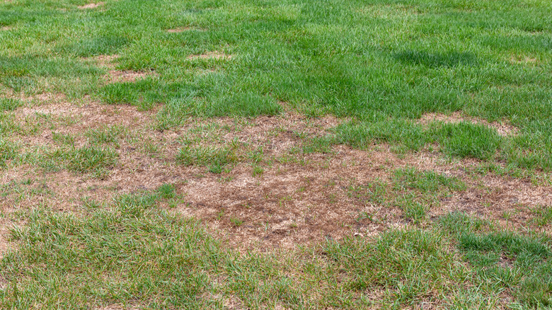 Why Grass Looks Burnt Without Heat