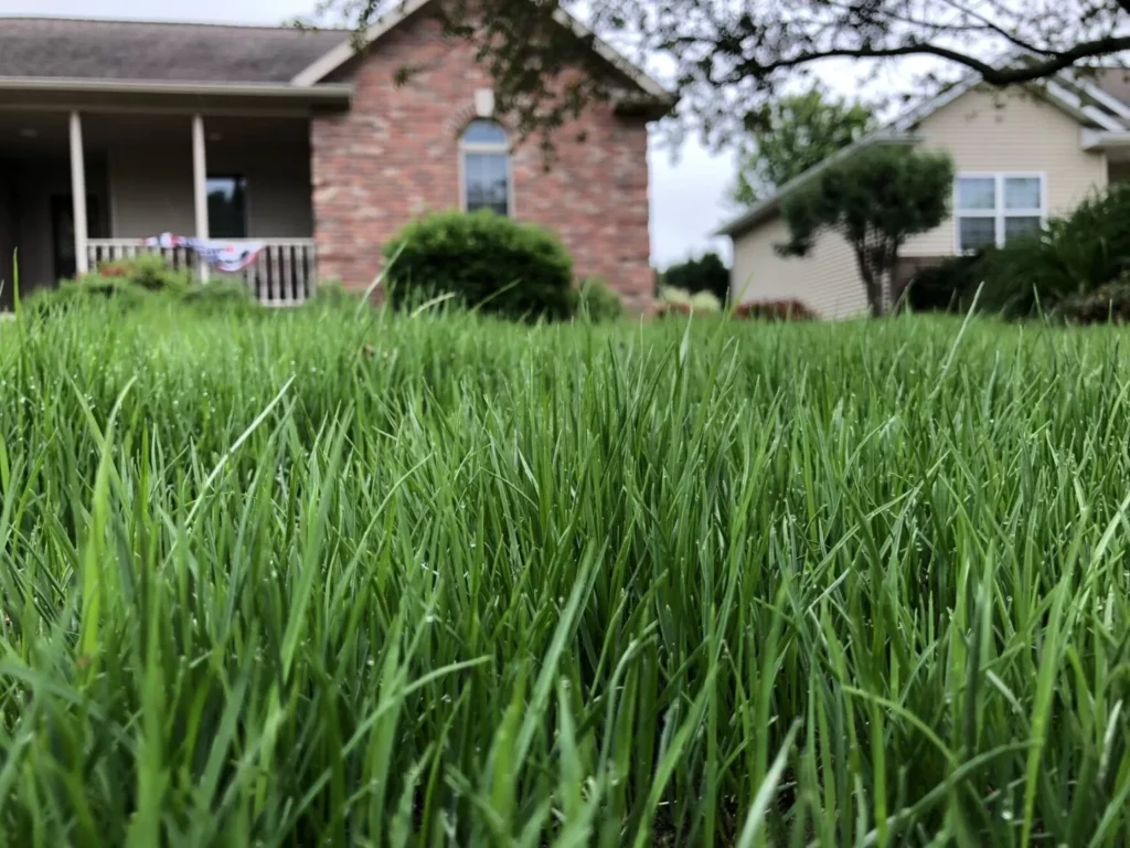 Cool-Season vs Warm-Season Grass