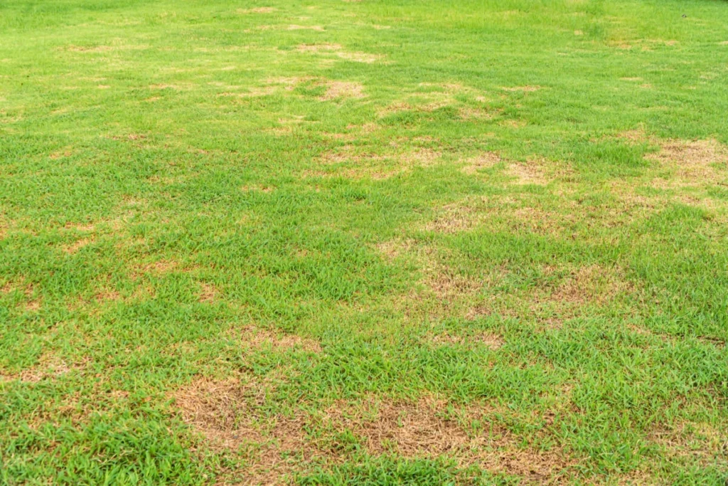 Overwatering vs Underwatering: What Damage Looks Like