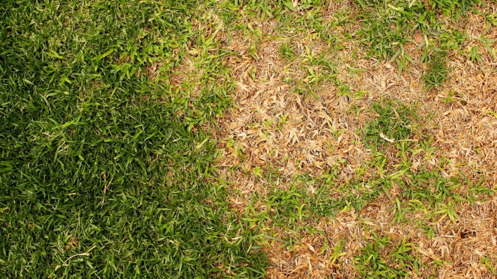 Why Your Lawn Dries Out So Quickly After Irrigation