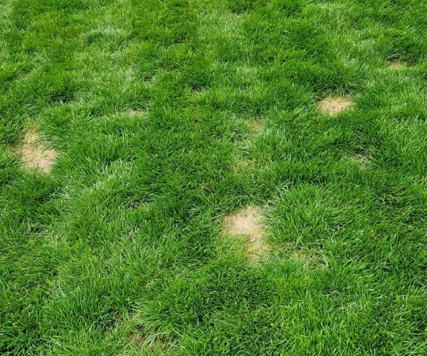 Why Your Lawn Still Looks Dry Even After Watering