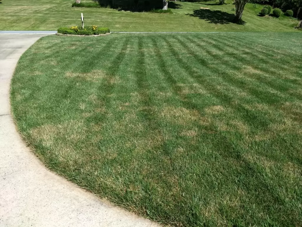 Signs of Lawn Pest Damage
