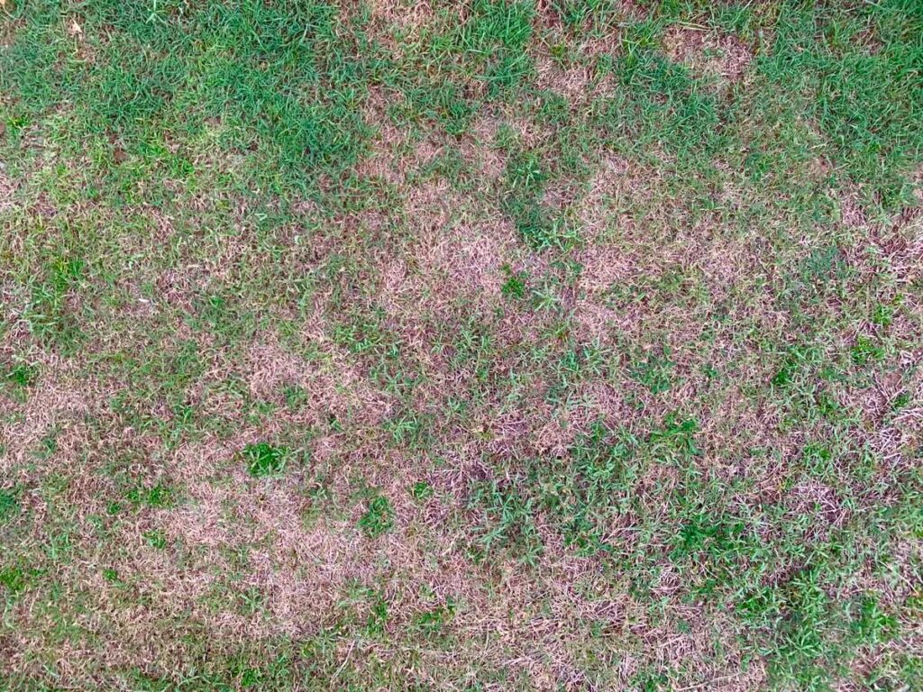 Why Soil Problems Are Killing Your Grass