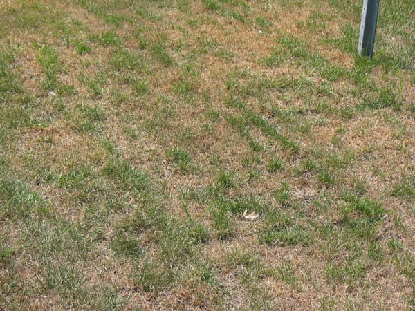 Why Your Lawn Gets Worse During Hot Weather