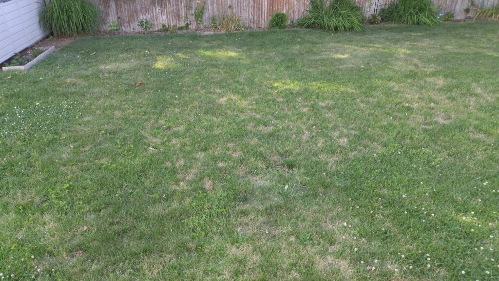 Overwatering vs Underwatering: What Damage Looks Like