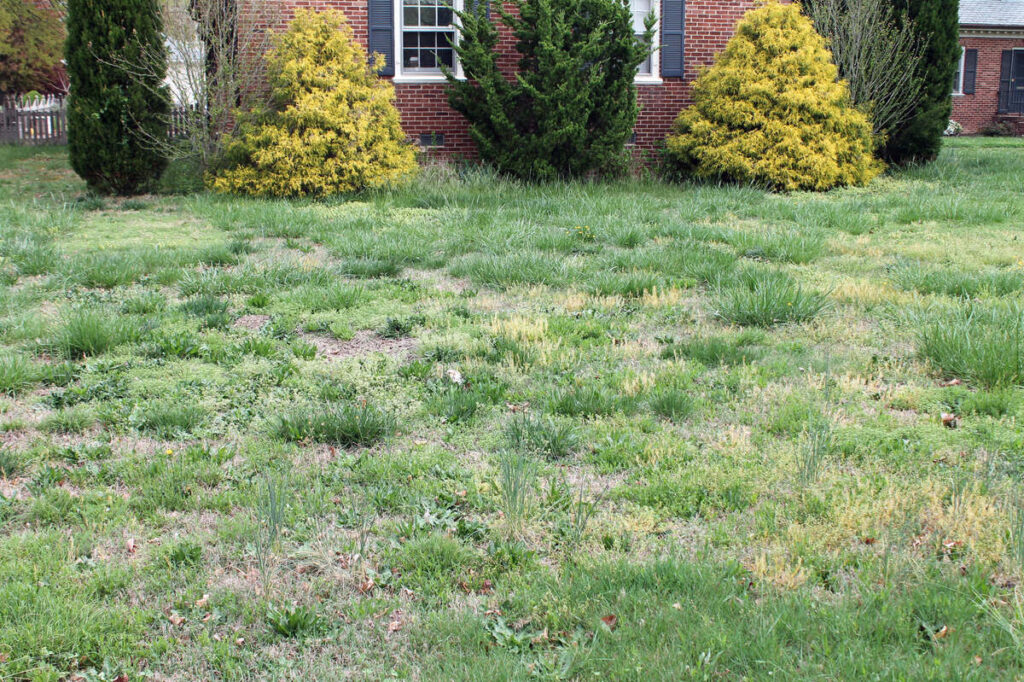 Common Lawn Weeds Explained