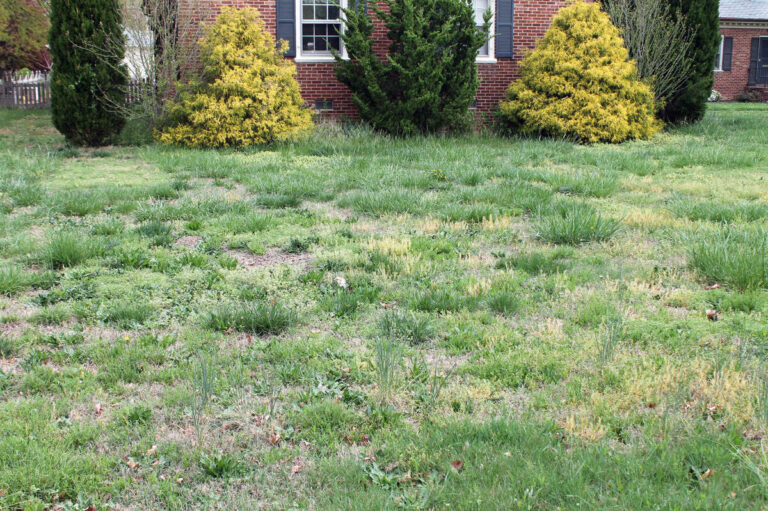Common Lawn Weeds Explained