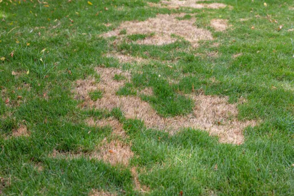 Why Grass Dies in Circular Patches