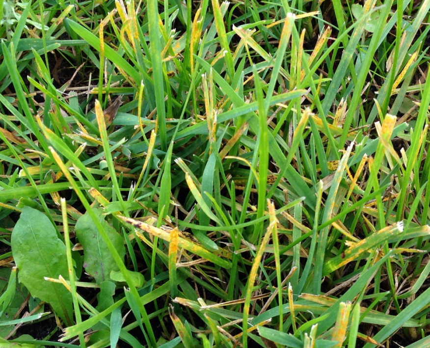 The Complete Guide to Diagnosing Grass Problems