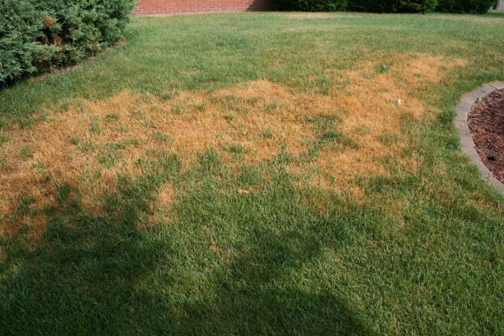 Why Your Lawn Gets Worse During Hot Weather